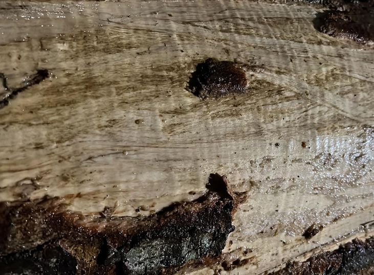 Maple trunk
