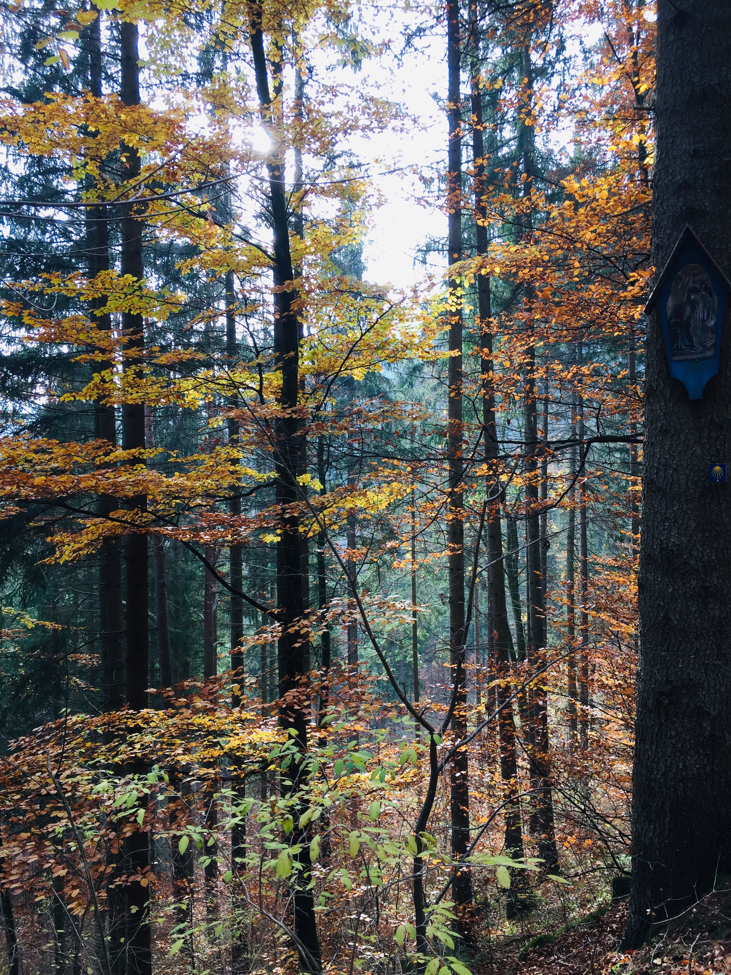 Autumn morning in the forest