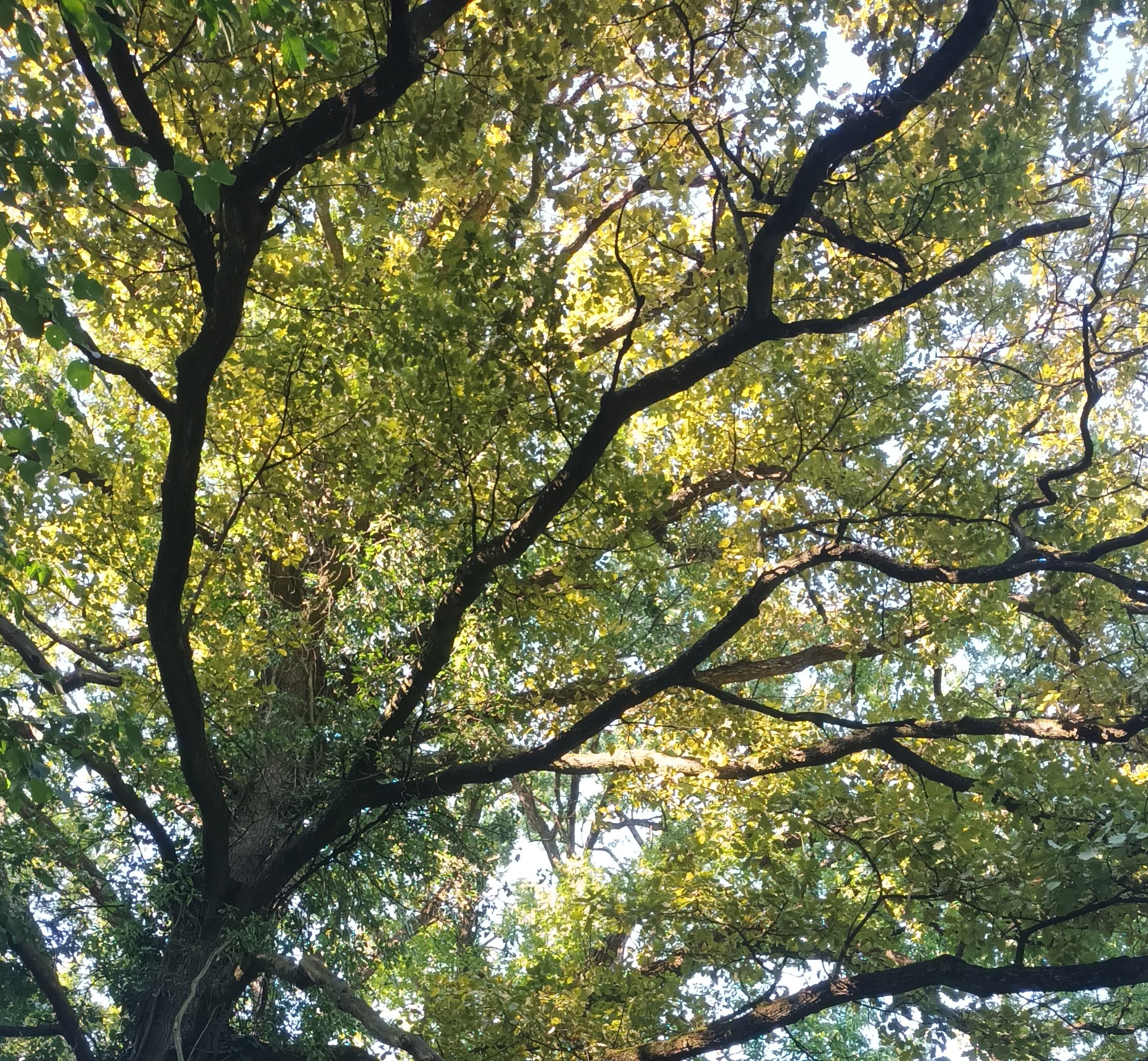 Sunlight through oak tree branches